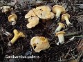 Cantharellus pallens-amf841-2